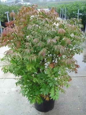 Zdjęcie produktu dla Euonymus al. 'Compactus' - Krzew korkowca Compactus 60-80 cm pojemnik