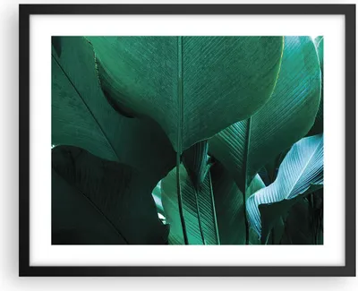 Produktbild von Gerahmtes Poster - Schwarzer Rahmen - Blätter Palmen Banane - 50x40 cm - Wand Bild - Wanddeko - Wandbilder - Kunstposter - Wandposter - Bilderrahmen - Bilder - Kunstdruck - P2BAA50x40-4694