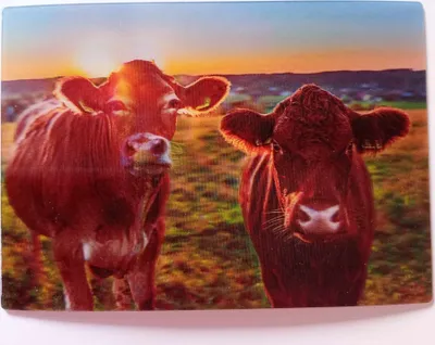 Produktbild von 3 D Ansichtskarte Kühe, Postkarte Wackelkarte Hologrammkarte, Kuh Allgäu