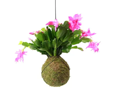 Obrázek produktu pro Gardners Kokedama Schlumbergera (M)