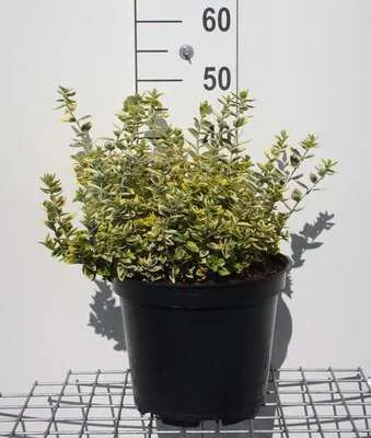 Productafbeelding van Euonymus fortunei 'Emerald 'n Gold' - Kornoeleblad (dwergvariant) - 40-50 cm - In pot