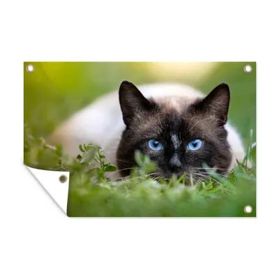 Obrázek produktu pro MuchoWow® Zahradní plakáty - Kočka - tráva - portrét - 60x90 cm - Zahradní dekorace