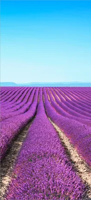 Produktbild von Türtapete Türposter Lavendelfeld unter blauem Himmel - Größe: 93 x 205 cm