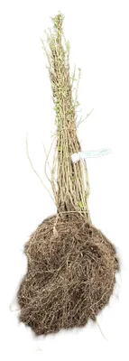 Obrázok produktu pre 10 x 5404043603740 - Elaeagnus umbellata | 40-60 cm, bez koreňového balu