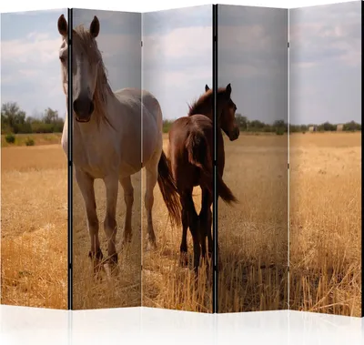 Produktbild von 5-teiliger Einseitiger Vlies Paravent - Horse and foal II 225x172 cm Tiere g-C-0205-z-c