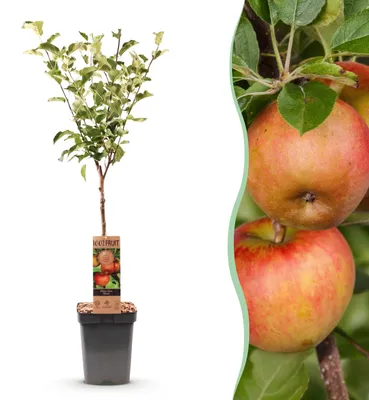 Image de Green boutiQ - Arbre fruitier - Malus domestica Elstar - Pommier - Résistant au froid - Pomme rouge-verte - 1 plant - Pot de 21 cm - Hauteur 90 cm