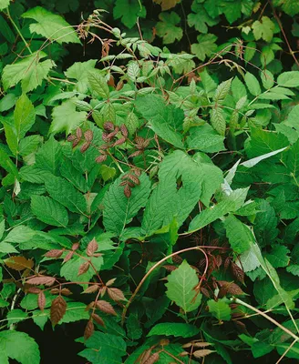 Produktbild von Ampelopsis megalophylla, 60–100 cm, dekoratives Laub