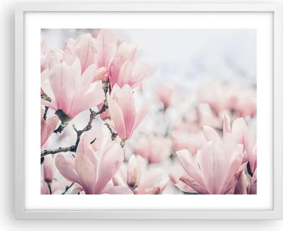 Produktbild von Gerahmtes Poster - Weißer Rahmen - Magnolie Blumen Rosa - 50x40 cm - Wand Bild - Wanddeko - Wandbilder - Kunstposter - Wandposter - Bilderrahmen - Bilder - Kunstdruck - P2WAA50x40-4396