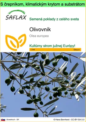 Obrázok produktu pre SAFLAX Garden to go - olivovník - Olea europea - 20 Semená - S črepníkom, klimatickým vekom a pestovateľským substrátom