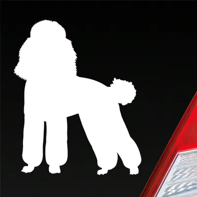 Produktbild von Auto Aufkleber süsser Pudel Hund Dog Tier niedlich Puppy 8x10 cm Weiss Matt Sticker Heckscheibenaufkleber