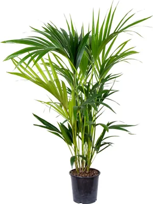 Zdjęcie produktu dla Bloomique - Howea Forsteriana - Palma Kentia - Rośliny doniczkowe - Oczyszczające powietrze - Przyjazne dla zwierząt - Wysokość 80-100 cm - Doniczka 19 cm