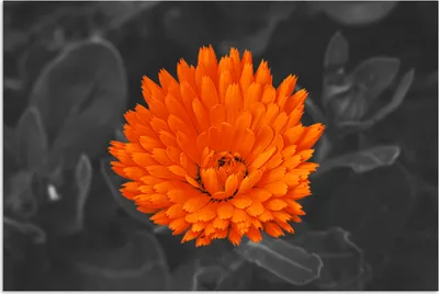 Produktbild von MuchoWow® Poster Blumen - Orange - Schwarz - Weiß 60x40 cm - Schlafzimmerdekoration