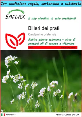 Immagine prodotto di SAFLAX Set regalo - Billeri dei prati - 100 semi - Cardamine