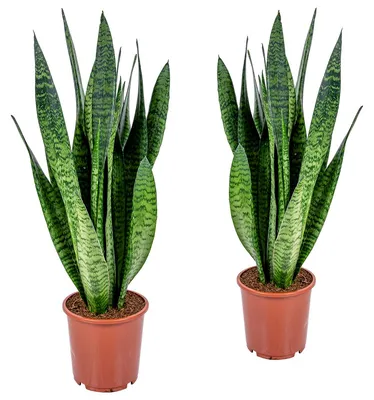 Zdjęcie produktu dla Bloomique - Zestaw 2 szt. - Sansevieria Zeylanica - Język teściowej - Rośliny doniczkowe - Oczyszczające powietrze - Bardzo łatwe w pielęgnacji - Wysokość 50-70 cm - Doniczka 17 cm