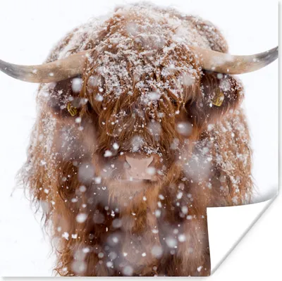 Produktbild von MuchoWow® Poster Schottischer Highlander - Hörner - Schnee 75x75 cm - Wand Dekoration