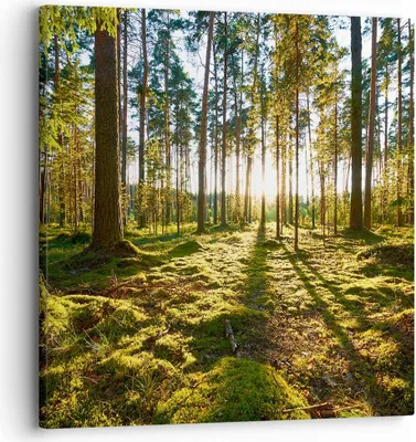 Produktbild von Bild auf Leinwand - Leinwandbild - Wald Baum Natur - 30x30cm - Wand Bild - Wanddeko - Wandbilder - Leinwanddruck - Bilder - Kunstdruck - Wanddekoration - Leinwand bilder - Wandkunst - AC30x30-3724