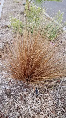 Image de Carex flagellifera 'Bronzita' / Laîche à flagelles