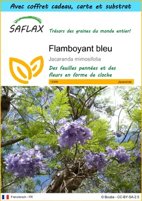 Image de SAFLAX Ensemble-cadeau - Flamboyant bleu - 50 graines - Jacaranda