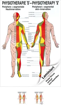 Produktbild von Hautinnervation Mini-Poster Anatomie 34x24 cm medizinische Lehrmittel