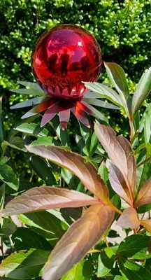 Produktbild von Blütenzauber Milano Rosenkugel 10 cm Edelstahl rot poliert Gartenstecker Deko mit Stab 80 cm