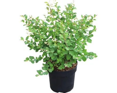 Produktbild von Amethysbeere FloraSelf Symphoricarpus doorenbosii Magical® Galaxy" H 40-60 cm Co 6 L"