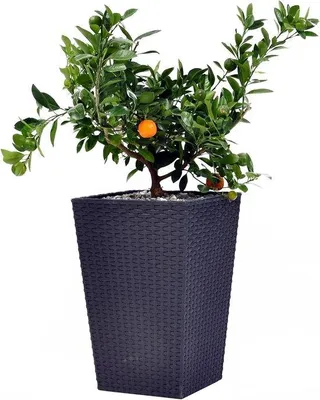 Image de Tuin Pflanzenpot de Curver