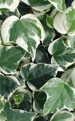 Image de Hedera alg. 'Gloire de Marengo' - Lierre jaune d'Algérie 50-60 cm en pot