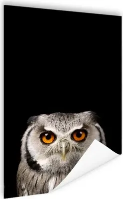 Produktbild von MuchoWow® Poster Porträt Eule 80x120 cm - Papierdruck