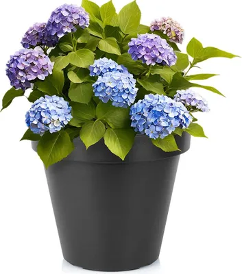 Produktbild von Kunststoff-Gartentopf schwarz rund 39 cm