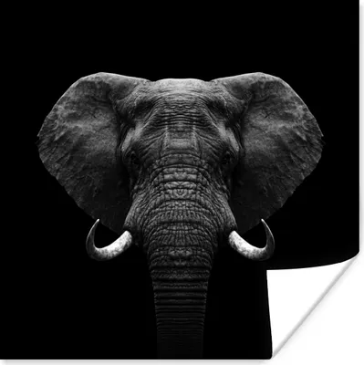 Produktbild von MuchoWow® Poster Tiere - Elefant - Porträt - Schwarz - Weiß 100x100 cm - Babyzimmer