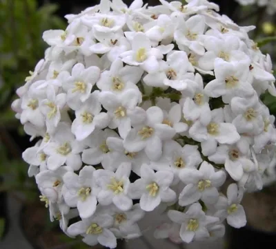 Produktbild von Osterschneeball - Viburnum x burkwoodii - stark duftend (40-60)