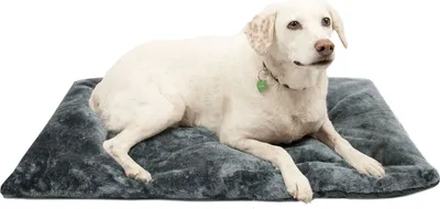 A white dog is lying on a dark gray dog bed.