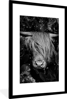 Produktbild von MuchoWow® Gerahmtes Poster Botanischer schottischer Highlander mit hellen Kugeln auf abgedunkeltem Hintergrund - schwarz und weiß 60x90 cm - Poster mit Schwarzem Bilderrahmen Wandposter Rahmen Foto Bilder - Dekoration - Wandposter Wohnzimmer - Hochwertig