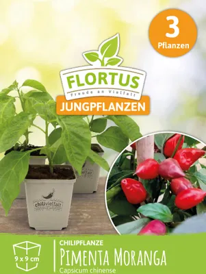 Produktbild von Chilipflanze Pimenta Moranga | Chilipflanzen von FLORTUS, Menge:3 Pflanzen