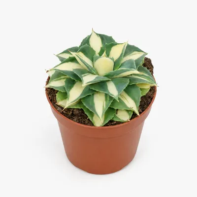 Productafbeelding van Agave potatorum 'gold' - Agave met goudgele kleur - Zeldzaamheid - 8,5 cm pot - 12 cm hoog