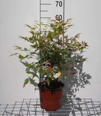 Produktbild von Nandina domestica - Nandina Domestica 30- 40 cm - Container
