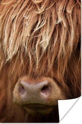 Produktbild von MuchoWow® Poster Schottischer Highlander - Nase - Haare 120x180 cm - Kunstposter
