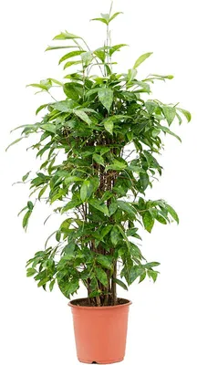 Obrázek produktu pro Gardners Dracaena surculosa, průměr 24 cm
