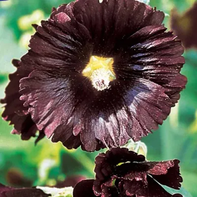 Produktbild von Bakker.com - Stockrose Jet Black, Das beutel / 0.4g / ±55 samen