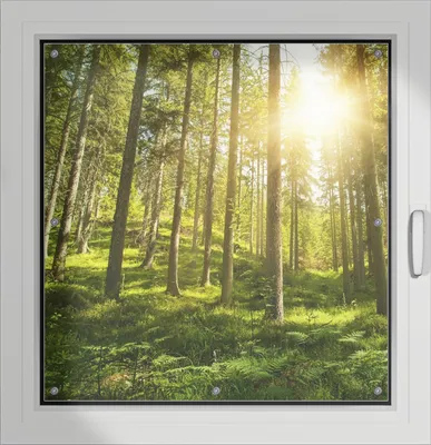 Produktbild von Wallario Lichtschutzbild, Dekorativer Sichtschutz Sonnenschutz 96 x 93 cm mit Motiv: Sonnenstrahlen im Nadelwald mit Moos und Farn - Verdunklung ohne Bohren