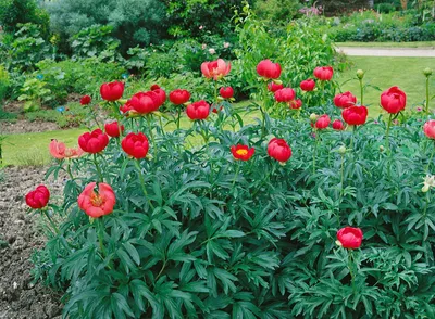 Produktbild von Paeonia peregrina, Pfingstrose, leuchtend rot, ca. 11x11 cm Topf
