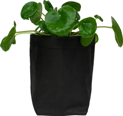Produktbild von QUVIO Pflanzentasche - Blumentopf aus Kraftpapier - Blumentöpfe für drinnen - Blumentöpfe für draußen - 10 x 10 x 20 cm - Schwarz