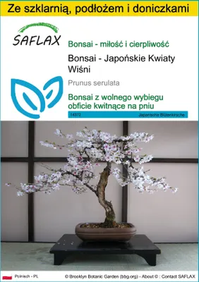 Zdjęcie produktu dla SAFLAX - Zestaw do uprawy - Bonsai - Japońskie Kwiaty Wiśni - 30 Nasiona - Z mini szklarnią, podłożem uprawowym i 2 doniczkami - Prunus serulata