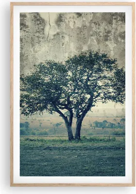 Produktbild von Gerahmtes Poster - Rahmen in heller Eiche - Baum Natur Feld - 61x91,5 cm - Wand Bild - Wanddeko - Wandbilder - Kunstposter - Wandposter - Bilderrahmen - Bilder - Kunstdruck - Wandbild P2NPA61x91-3627