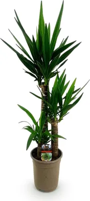 Produktbild von Palmlilie Yucca Elephantipes – 100cm – 21cm – Pflegeleichte Palmlilie mit langen, spitzen Blättern