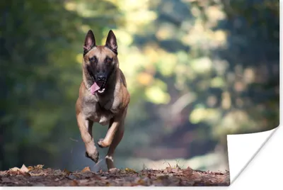 Produktbild von MuchoWow® Poster Sprintender Malinois-Schäferhund durch den Wald 180x120 cm - Fotoplakat