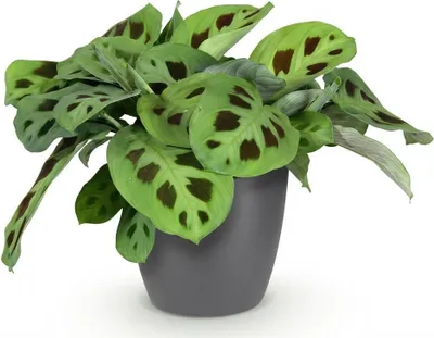 Image de Maranta « Fascinator » Kerchoveana - Plante d'intérieur dans un pot gris