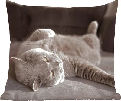 Produktbild von MuchoWow® Zierkissen Sofakissen Wohnzimmer Dekokissen 60x60 cm Tier - Katze - Grau - Sitzfläche - Foto Polster