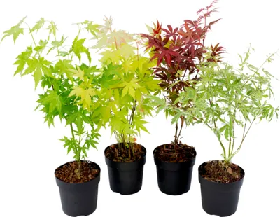 Produktbild von Klon japoński - 4 szt - Acer palmatum - Wysokość 25-40cm - ⌀10,5cm