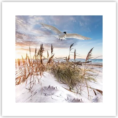 Produktbild von Poster - Poster ohne Rahmen - Möwe Meer Küste - 30x30 cm - Wand Bild - Wanddeko - Wandbilder - Kunstposter - Wandposter - Bilder - Kunstdruck - Wanddekoration - Wandbild - P2XAC30x30-4902